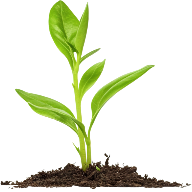 Growing Plant