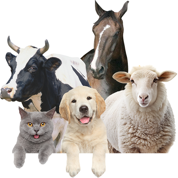 Animals