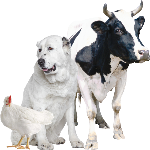 Healthy Animals
